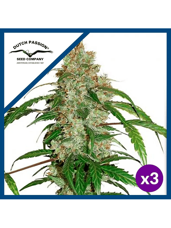 Cbd White Widow Auto X3+1-Dutch Passion 2