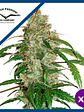 Cbd White Widow Auto X3+1-Dutch Passion - Miniatura 2