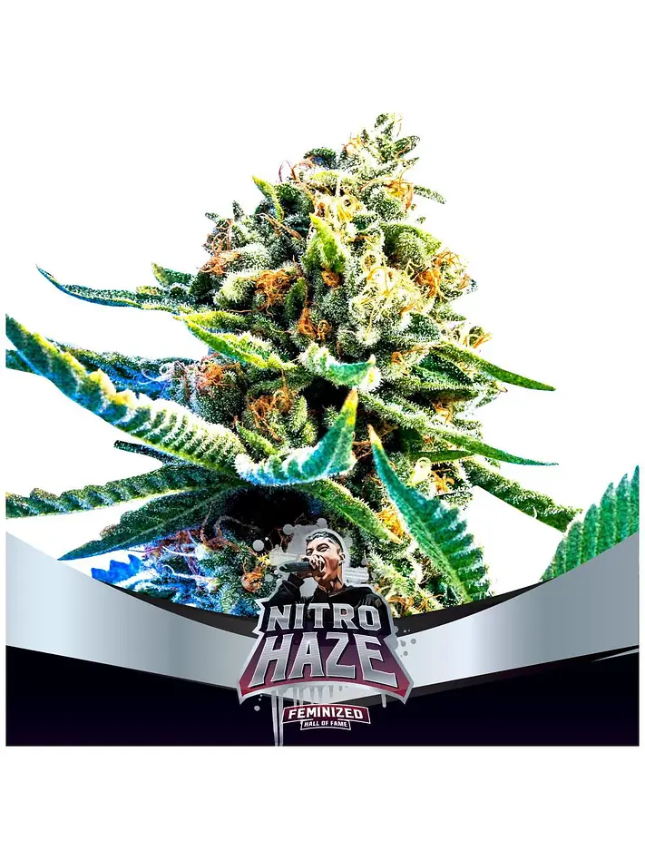 Nitro Haze Fem X7-Bsf 3