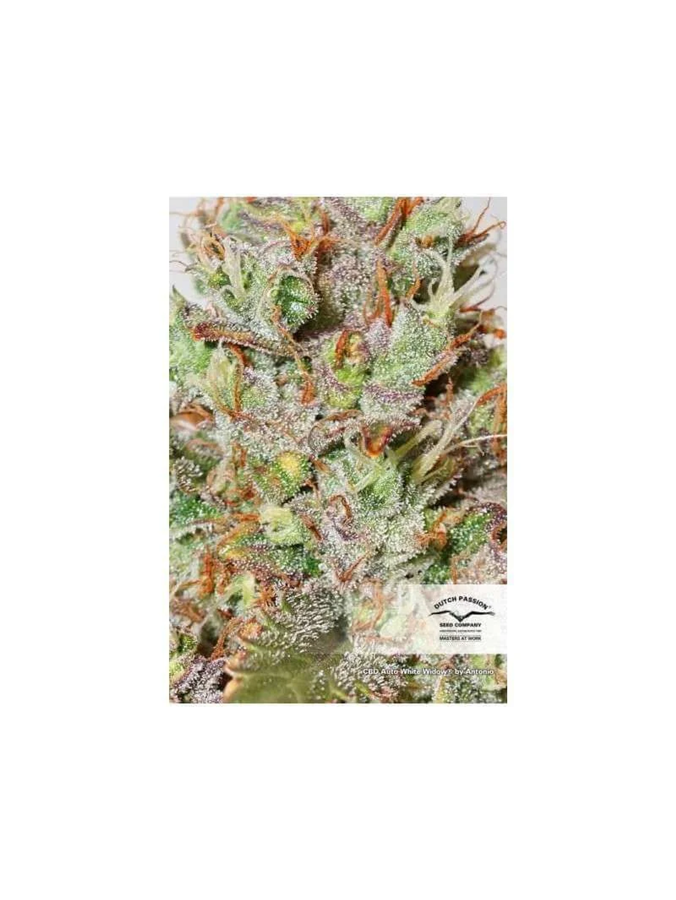 Cbd White Widow Auto -Dutch Passion (X3/X3+1) 3