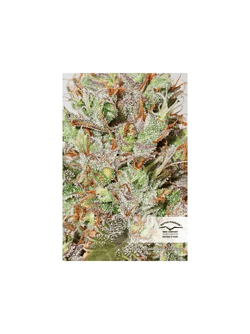 Cbd White Widow Auto X3+1-Dutch Passion 3