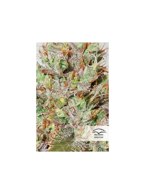 Cbd White Widow Auto -Dutch Passion X3+1 2