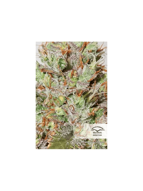 Cbd White Widow Auto X3+1-Dutch Passion 3