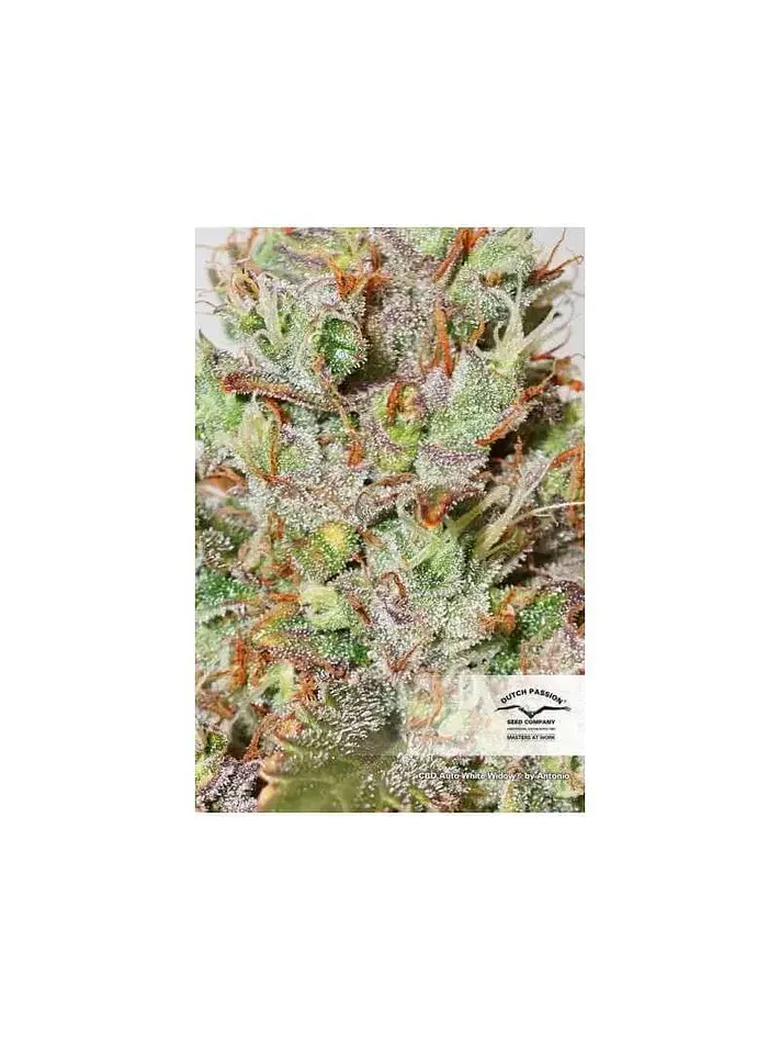Cbd White Widow Auto -Dutch Passion X3+1 2