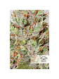 Cbd White Widow Auto X3+1-Dutch Passion - Miniatura 3
