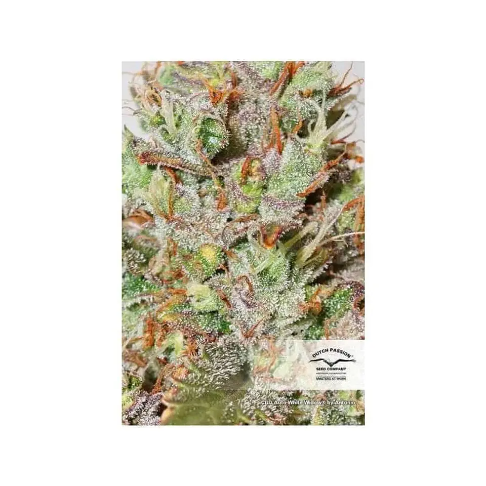 Cbd White Widow Auto -Dutch Passion X3+1 2