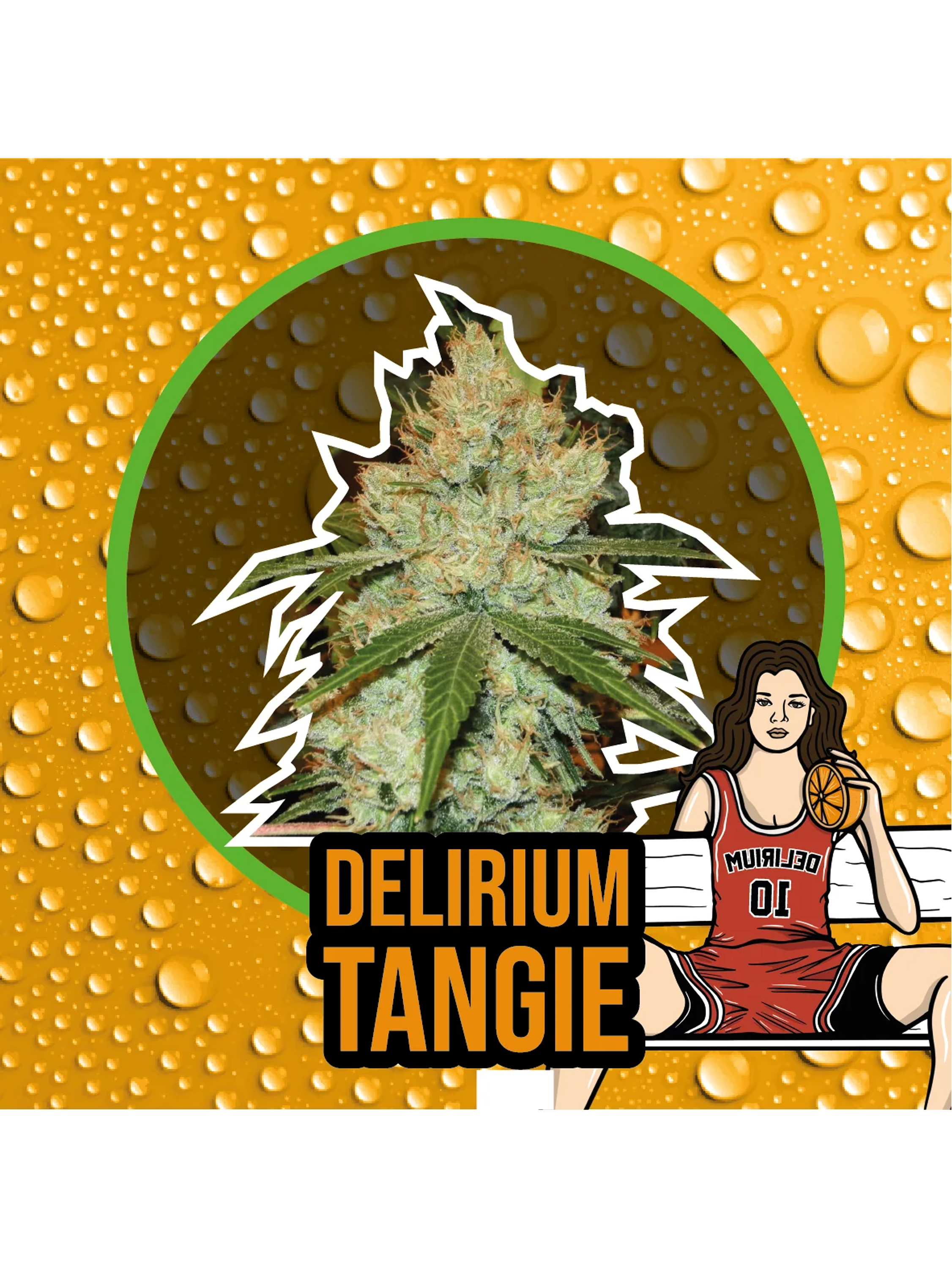 Delirium Tangi Fem -Delirium Seeds (X2/X1) 3