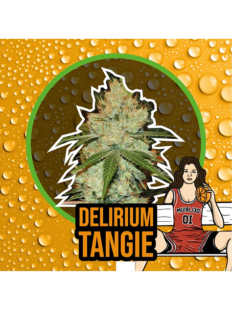 Delirium Tangi Fem -Delirium Seeds (X2/X1) 3
