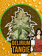 Delirium Tangi Fem X2-Delirium Seeds - Miniatura 3
