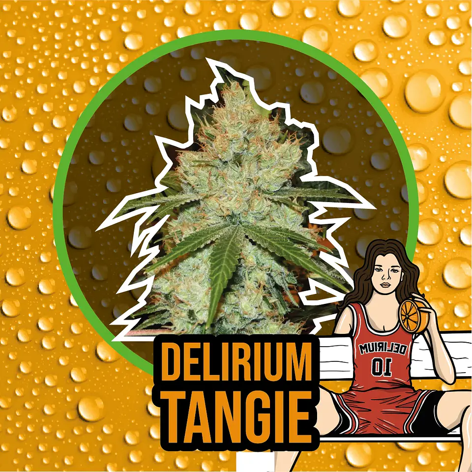 Delirium Tangi Fem -Delirium Seeds (X2/X1) 3