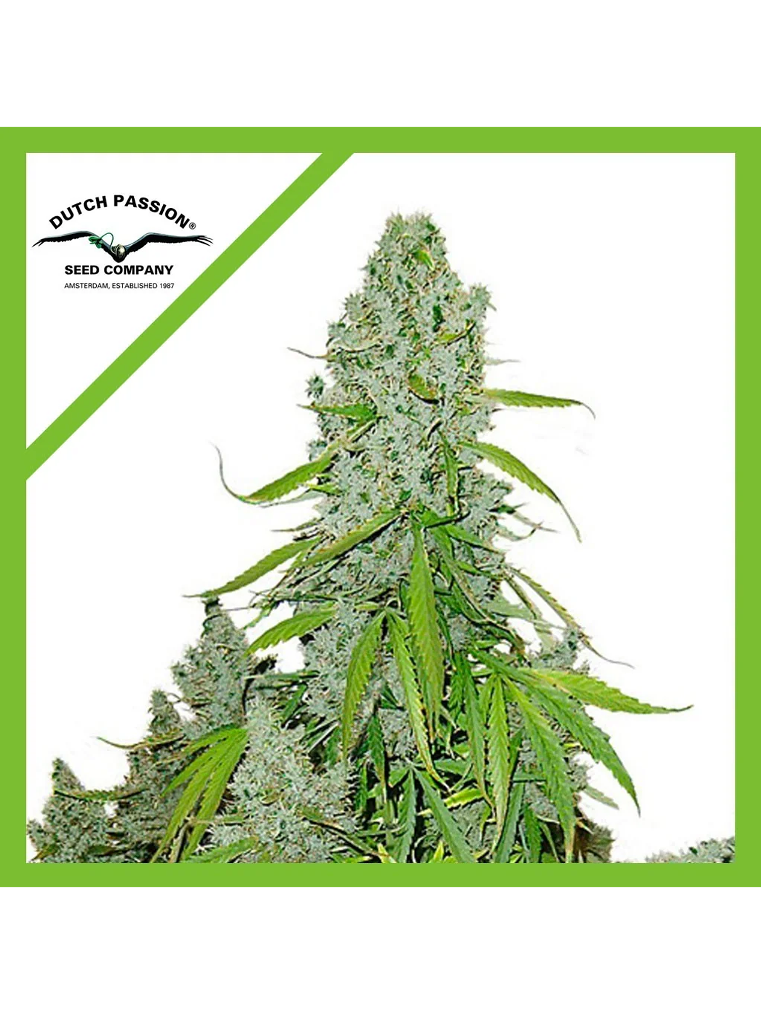 Ultimate Auto -Dutch Passion (X100/X7/X3/X3+1) 5