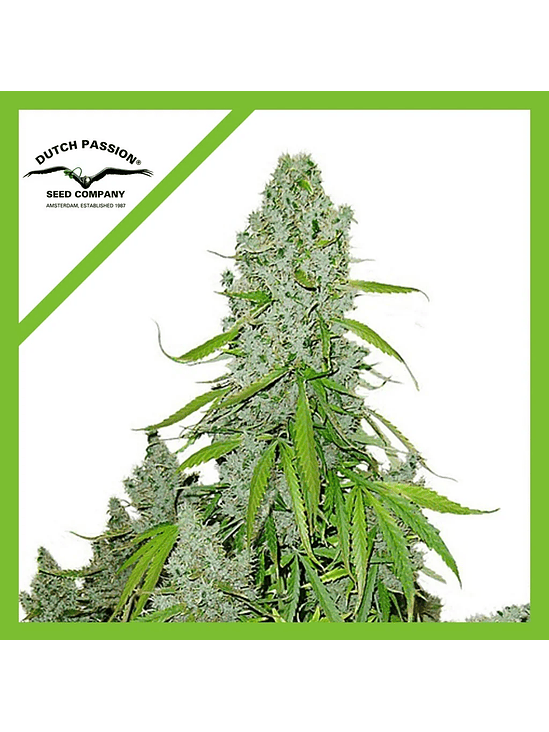 Ultimate Auto X100-Dutch Passion 5