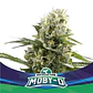 Moby-D Xxl Auto -Bsf (X12/X4/X2) - Miniatura 2