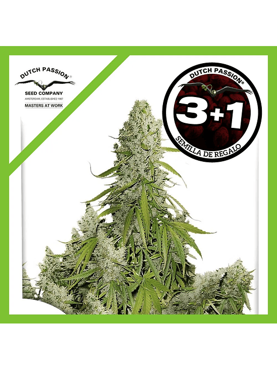 Ultimate Auto X100-Dutch Passion 6