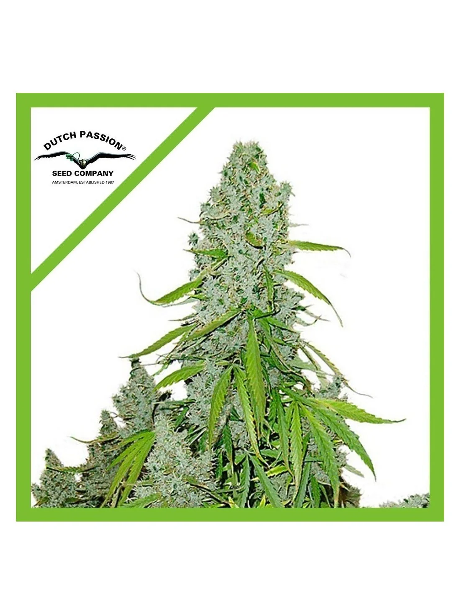 Ultimate Auto -Dutch Passion (X100/X7/X3/X3+1) 4