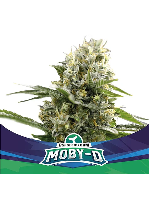 Moby-D Xxl Auto -Bsf (X12/X4/X2) 4
