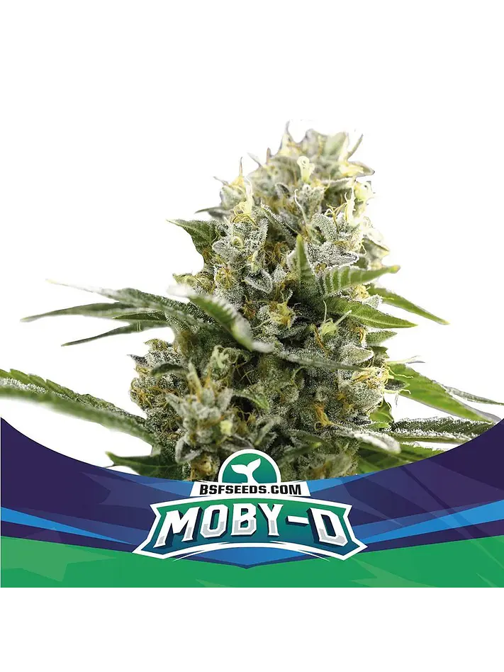 Moby-D Xxl Auto -Bsf (X12/X4/X2) 4