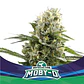 Moby-D Xxl Auto -Bsf (X12/X4/X2) - Miniatura 4