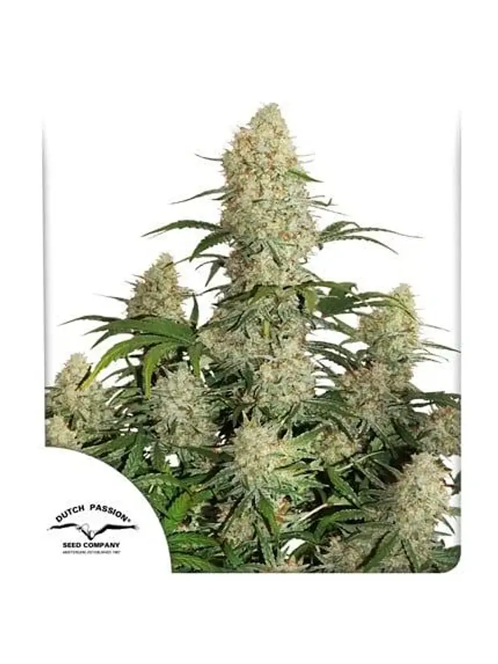 Critical Orange Punch Fem -Dutch Passion (X100/X25/X3+1) 2