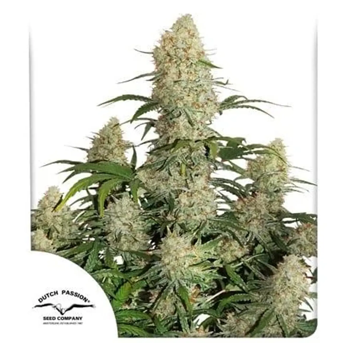 Critical Orange Punch Fem -Dutch Passion (X100/X25/X3+1) 2
