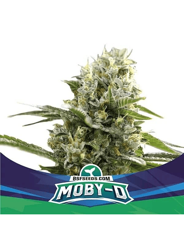 Moby-D Xxl Auto X12-Bsf 3