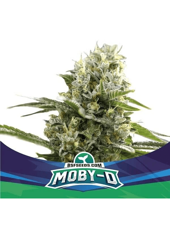 Moby-D Xxl Auto X12-Bsf 3