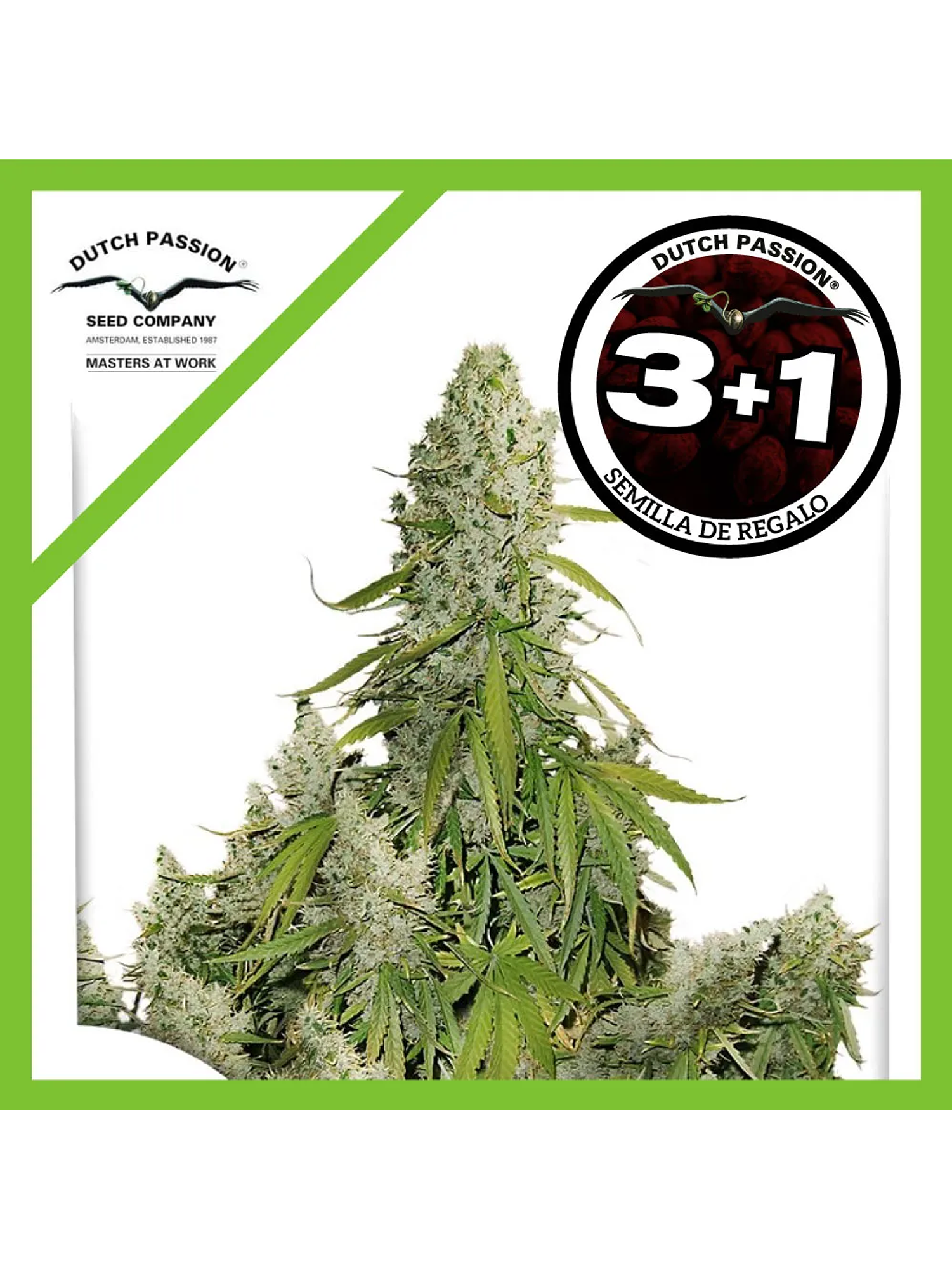 Ultimate Auto -Dutch Passion (X100/X7/X3/X3+1) 7