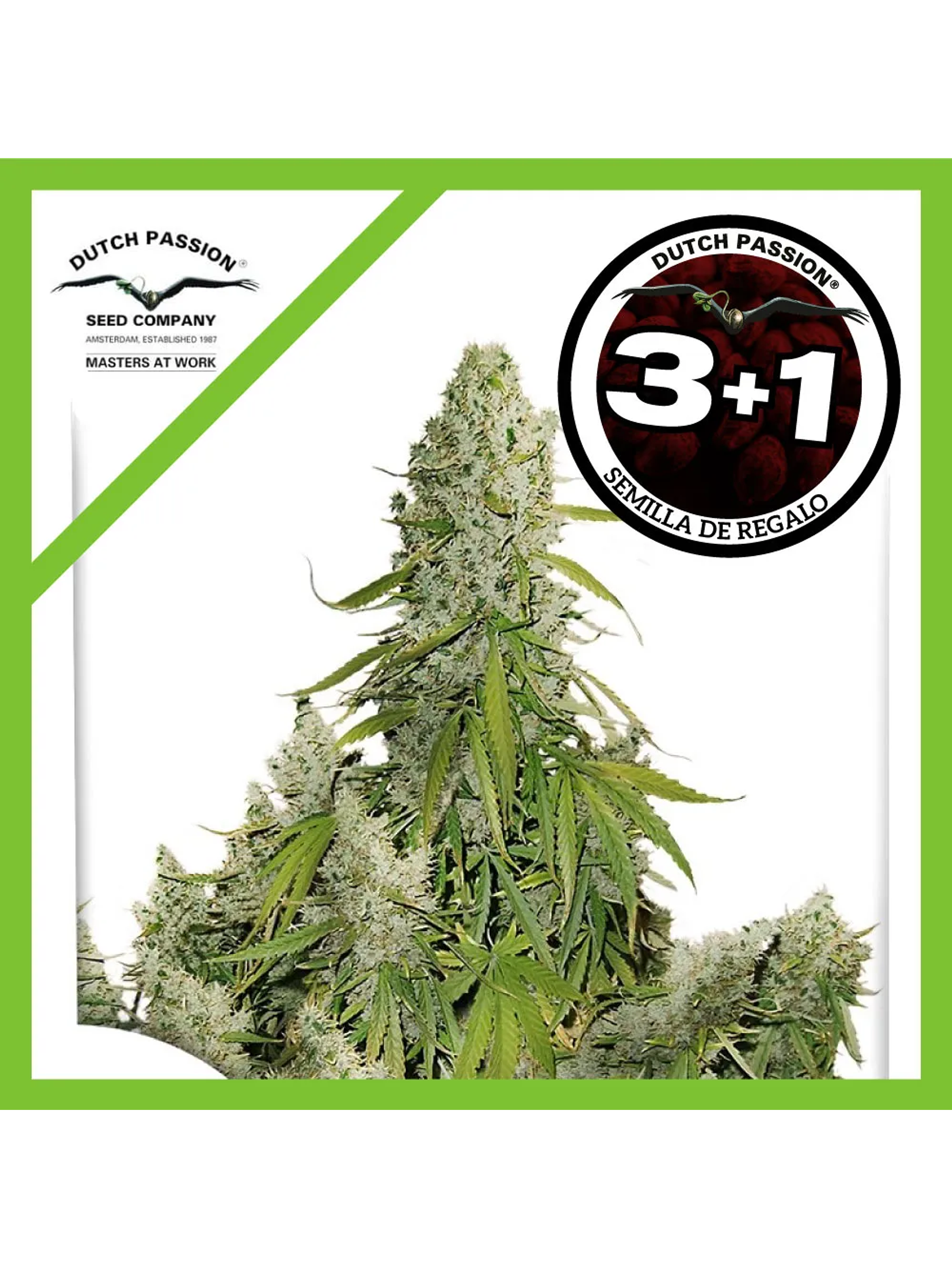 Ultimate Auto -Dutch Passion (X100/X7/X3/X3+1) 7