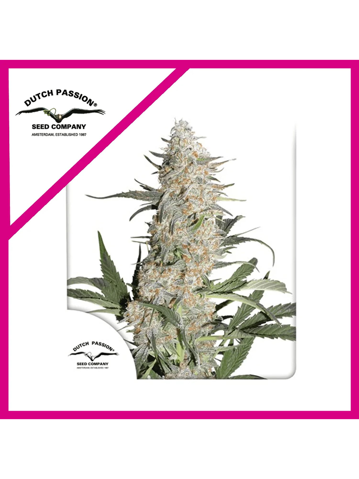 Critical Orange Punch Fem -Dutch Passion (X100/X25/X3/X3+1) 4