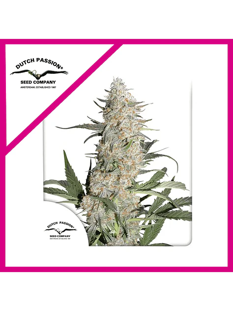 Critical Orange Punch Fem -Dutch Passion (X100/X25/X3+1) 4
