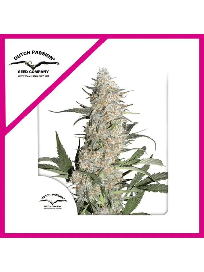 Critical Orange Punch Fem -Dutch Passion (X100/X25/X3+1) 4