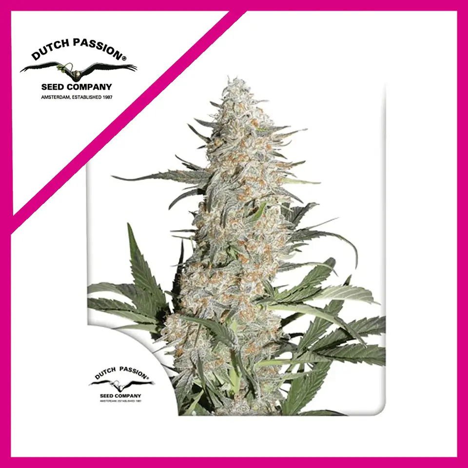 Critical Orange Punch Fem -Dutch Passion (X100/X25/X3+1) 4