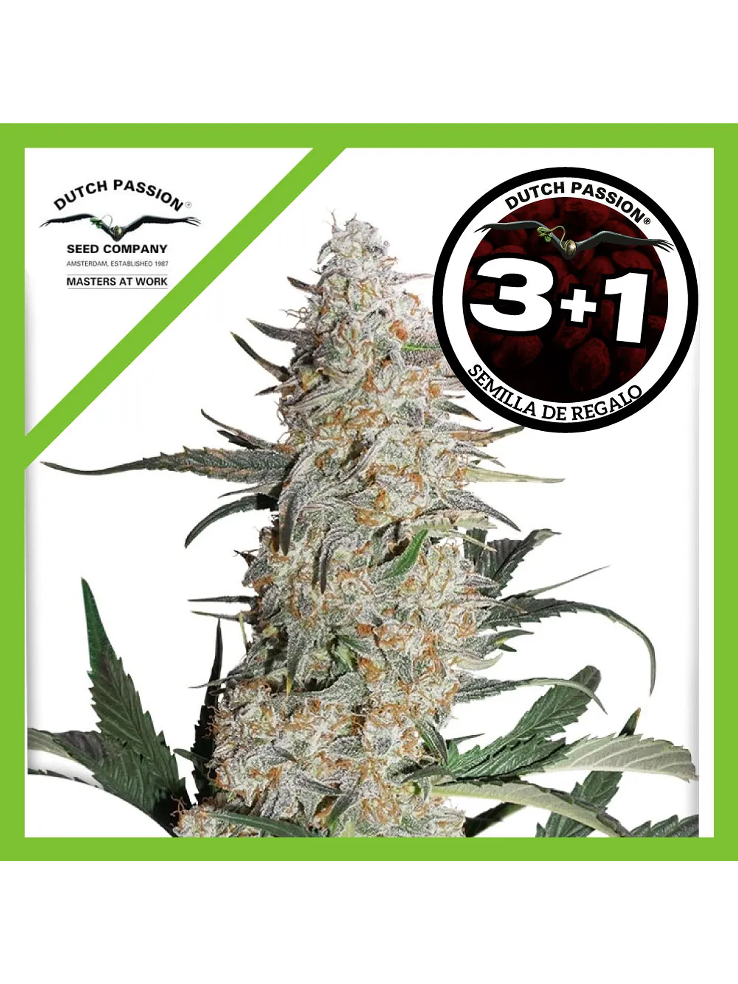 Critical Orange Punch Fem -Dutch Passion (X100/X25/X3/X3+1) 5