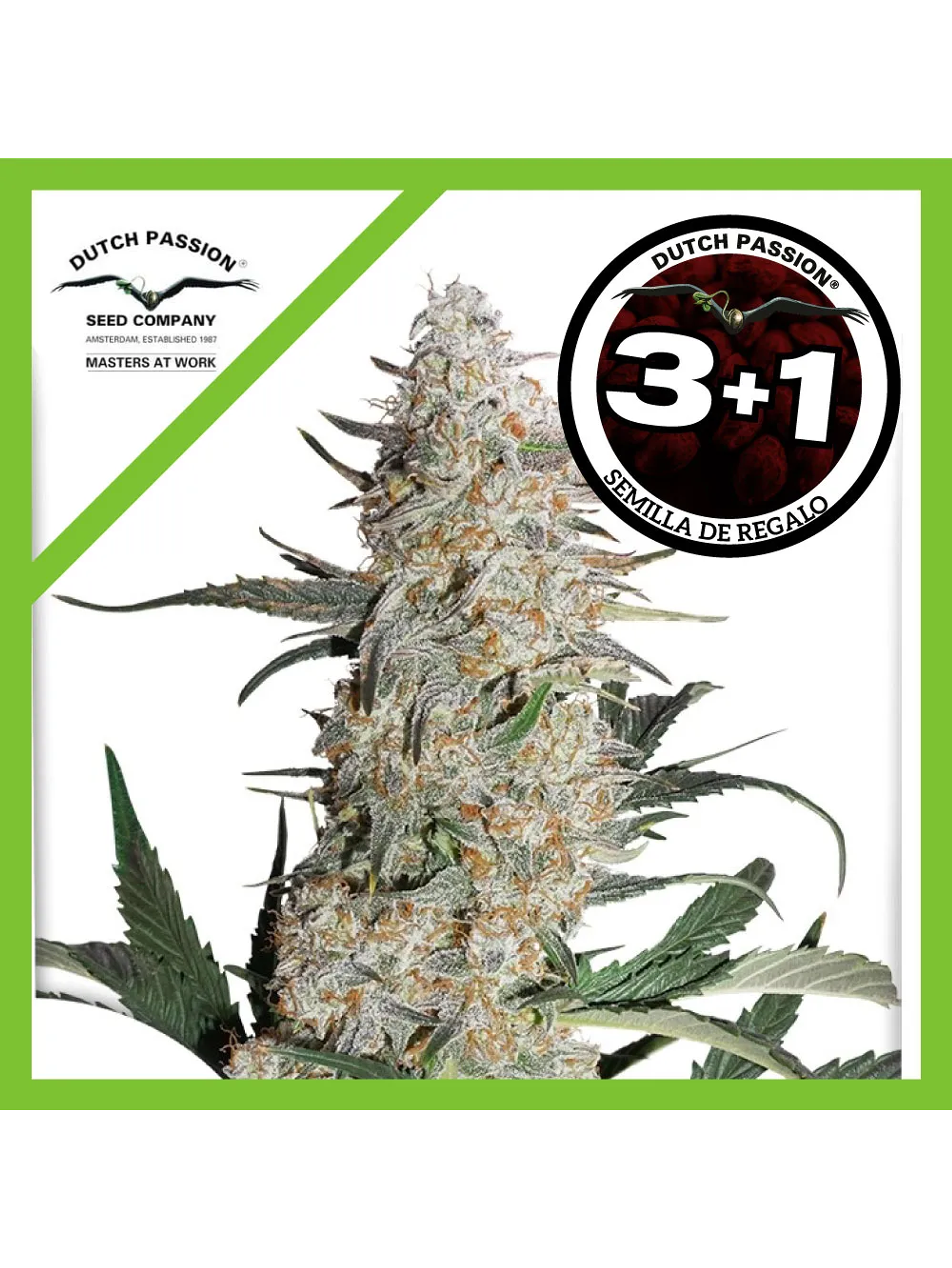 Critical Orange Punch Fem -Dutch Passion (X100/X25/X3/X3+1) 5