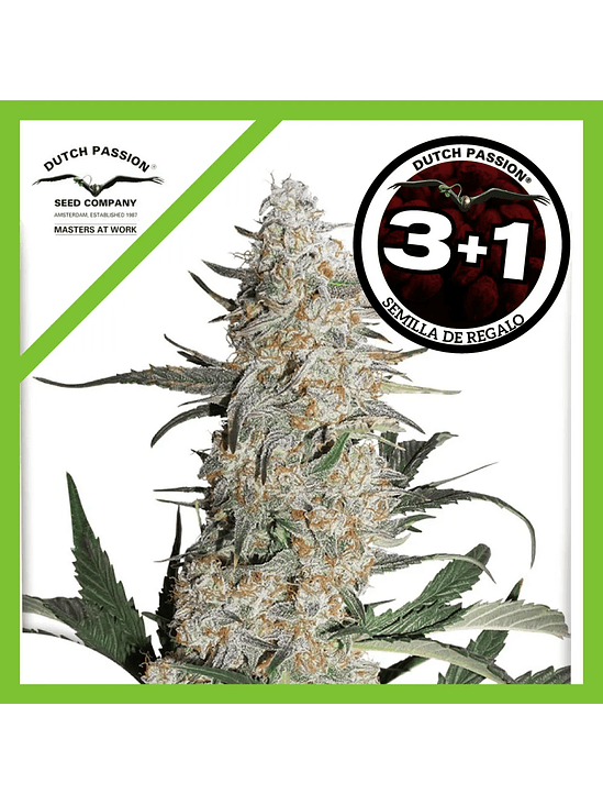 Critical Orange Punch Fem X100-Dutch Passion 5