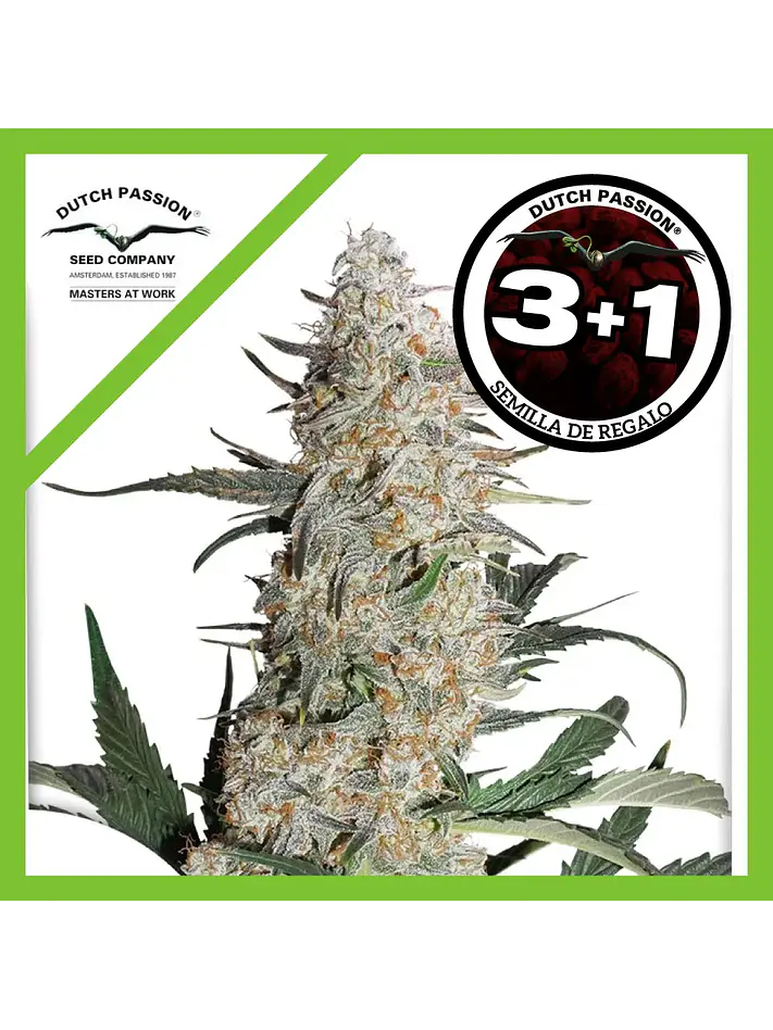 Critical Orange Punch Fem -Dutch Passion (X100/X25/X3+1) 5