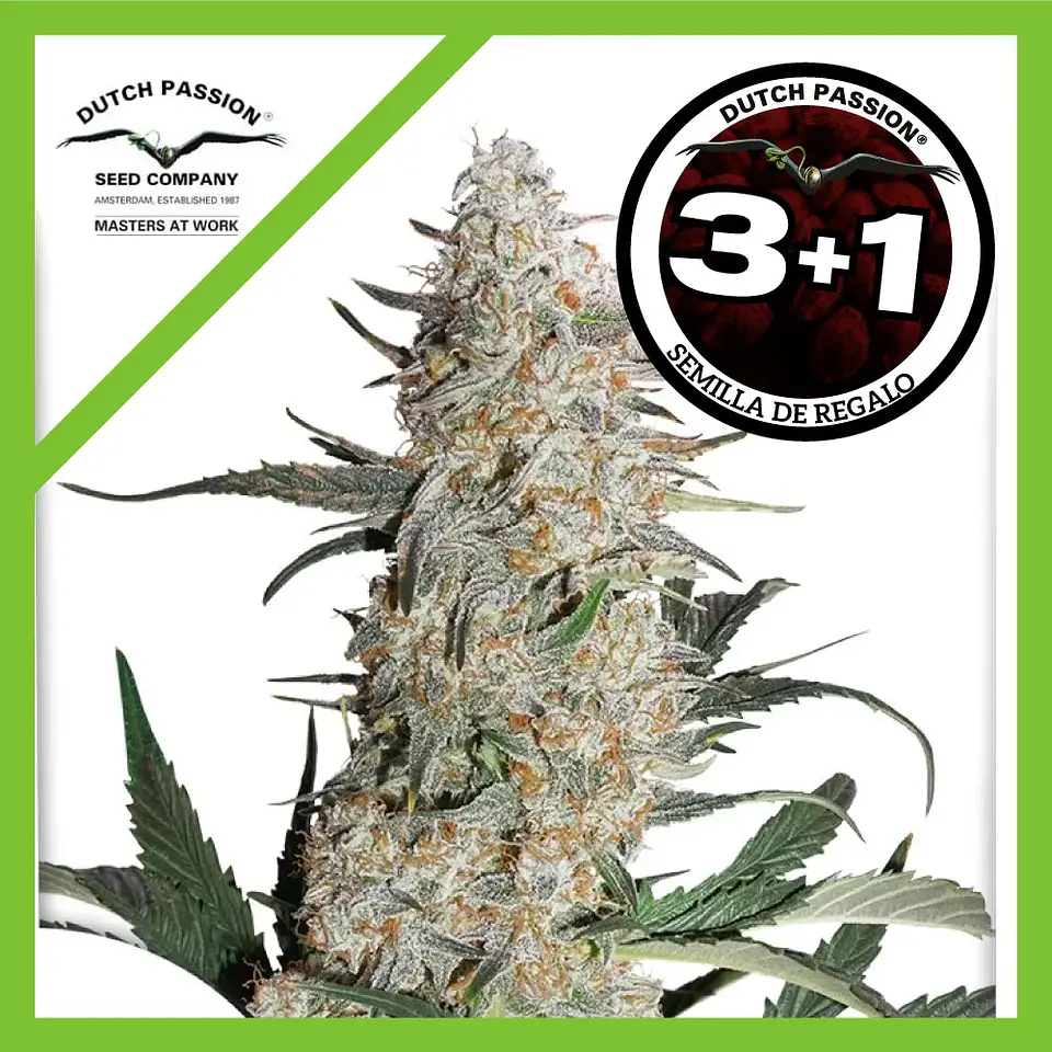 Critical Orange Punch Fem -Dutch Passion (X100/X25/X3+1) 5