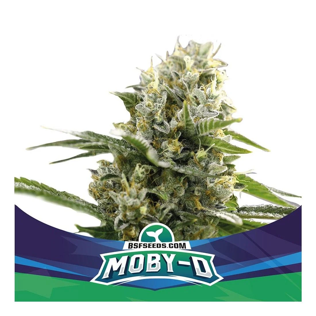 Moby-D Xxl Auto -Bsf (X12/X4/X2) 7