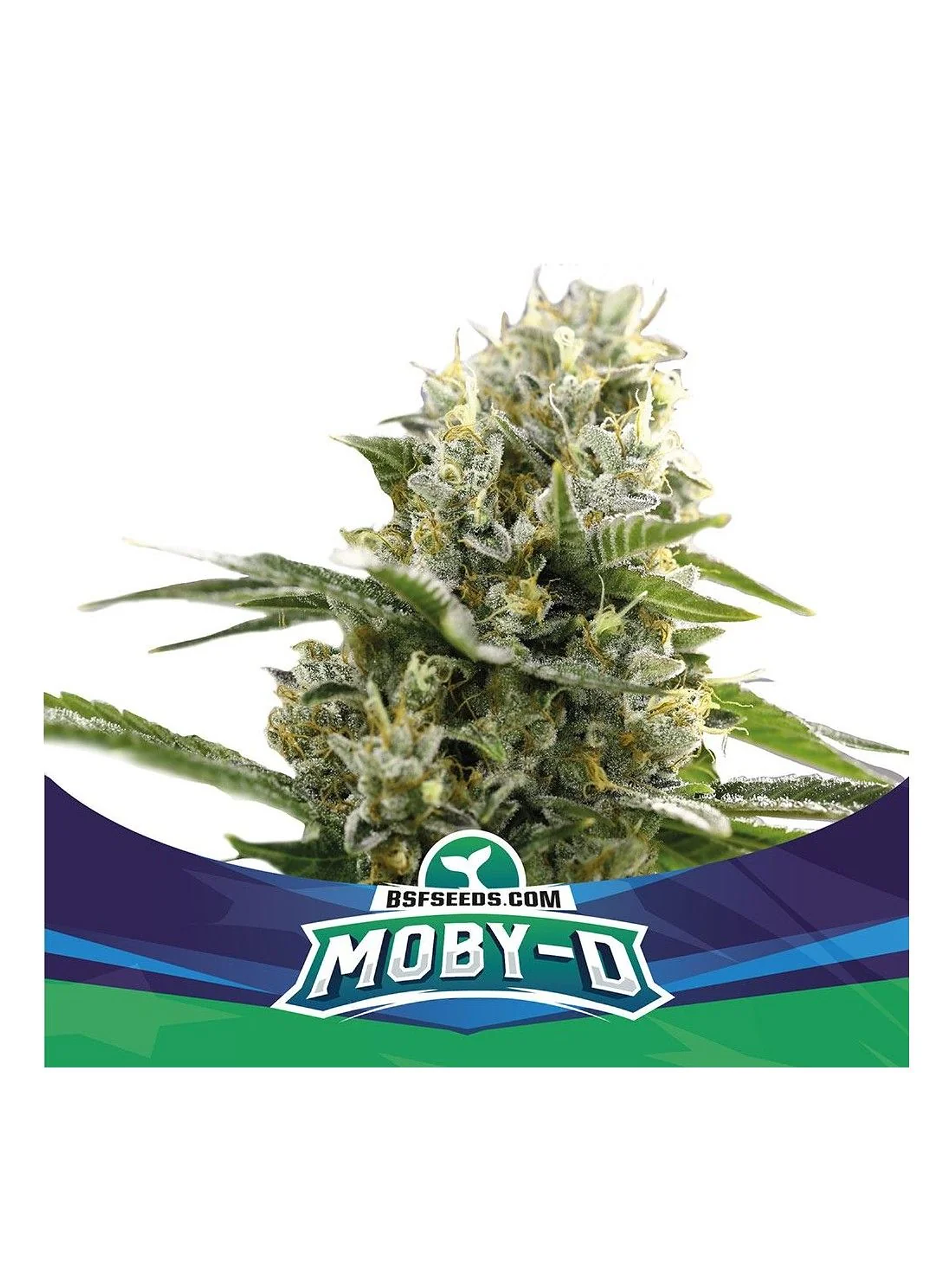 Moby-D Xxl Auto -Bsf (X12/X4/X2) 7