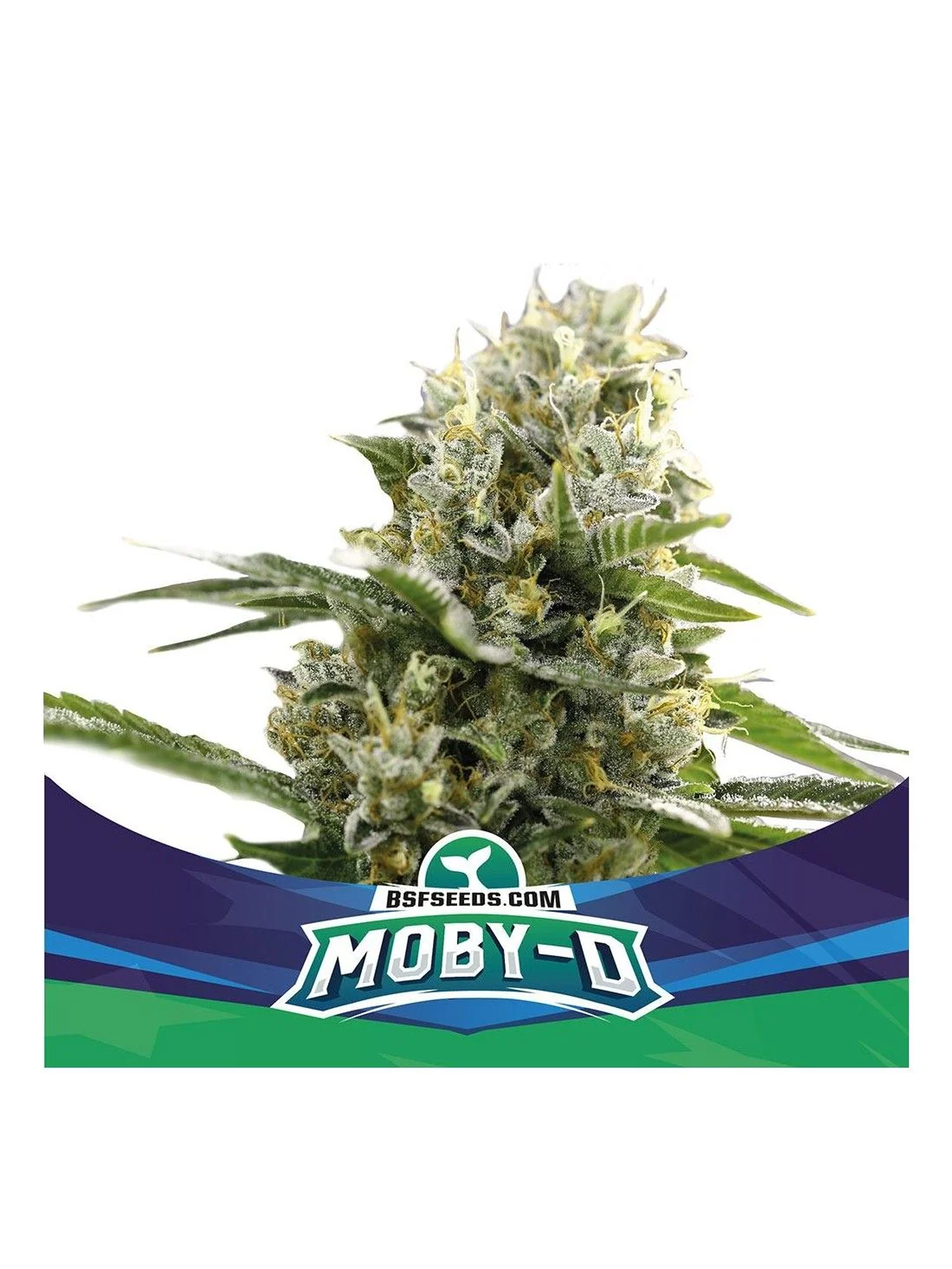 Moby-D Xxl Auto -Bsf (X12/X4/X2) 7