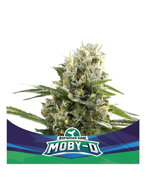 Moby-D Xxl Auto -Bsf (X12/X4/X2) 7
