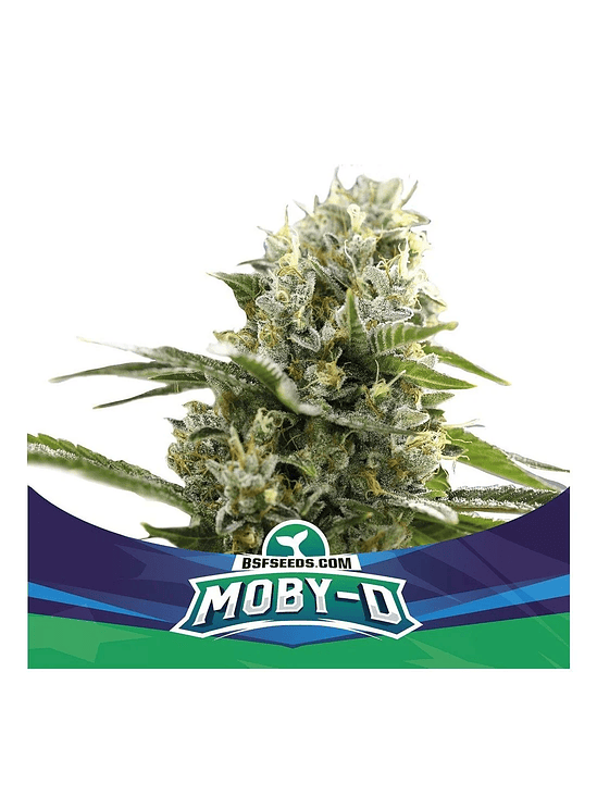 Moby-D Xxl Auto X12-Bsf 7