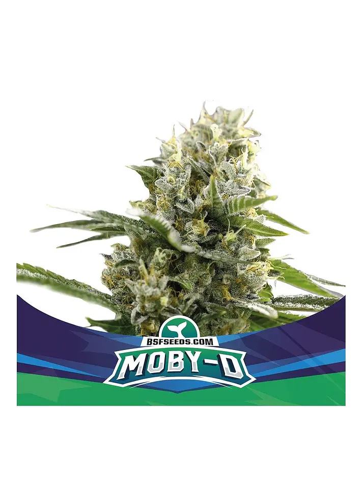 Moby-D Xxl Auto -Bsf (X12/X4/X2) 7