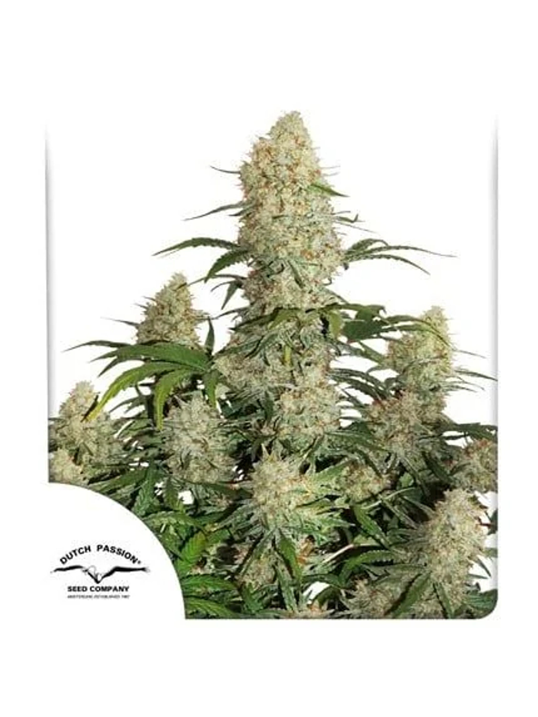 Critical Orange Punch Fem -Dutch Passion (X100/X25/X3/X3+1) 3