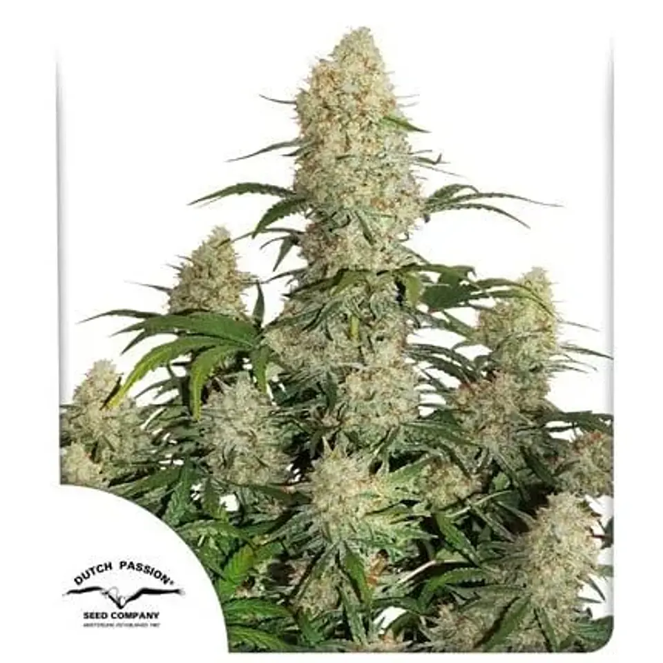 Critical Orange Punch Fem -Dutch Passion (X100/X25/X3+1) 3