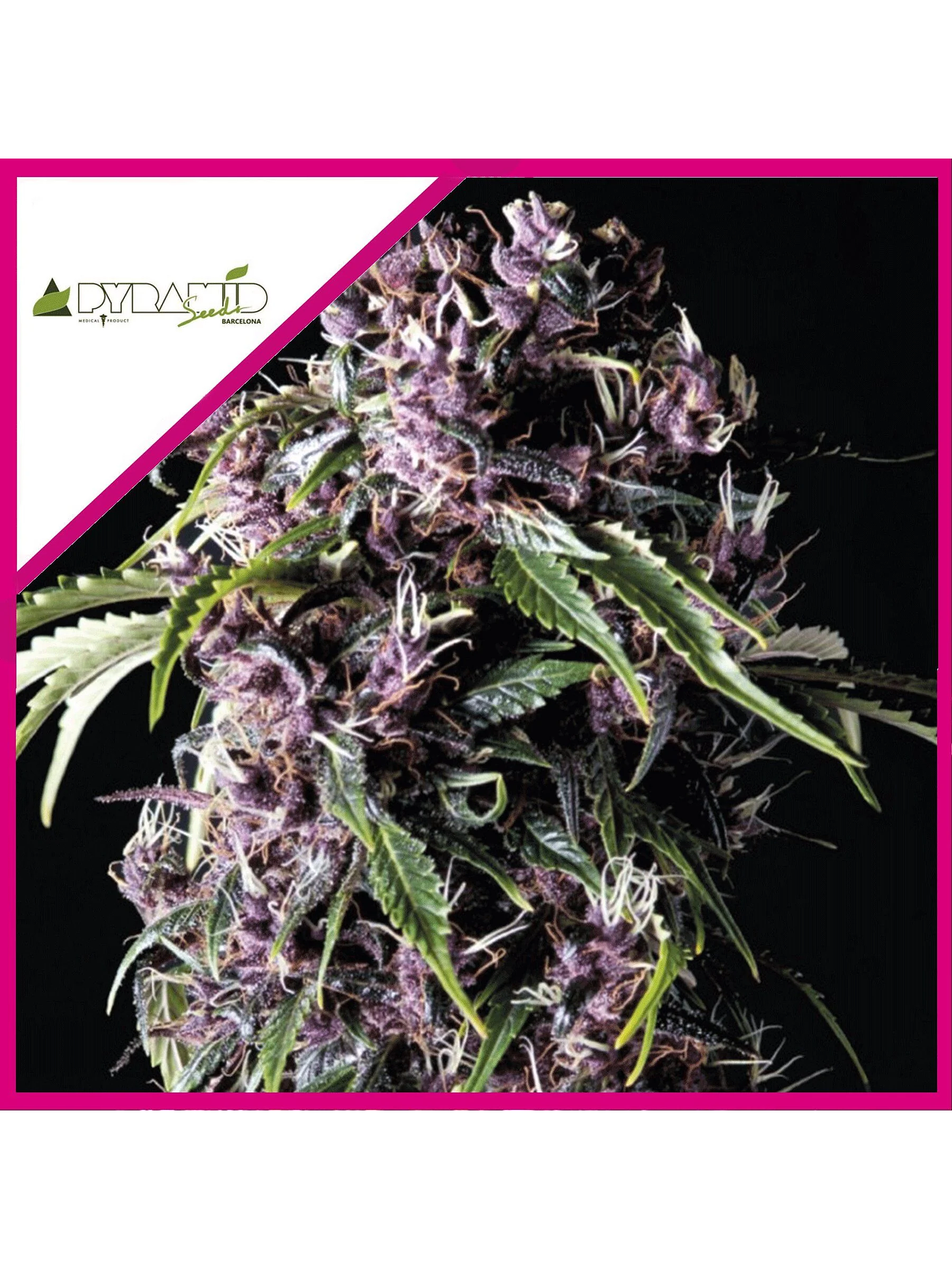 Purple Fem -Pyramid Seeds (X5+2/X3+1) 2