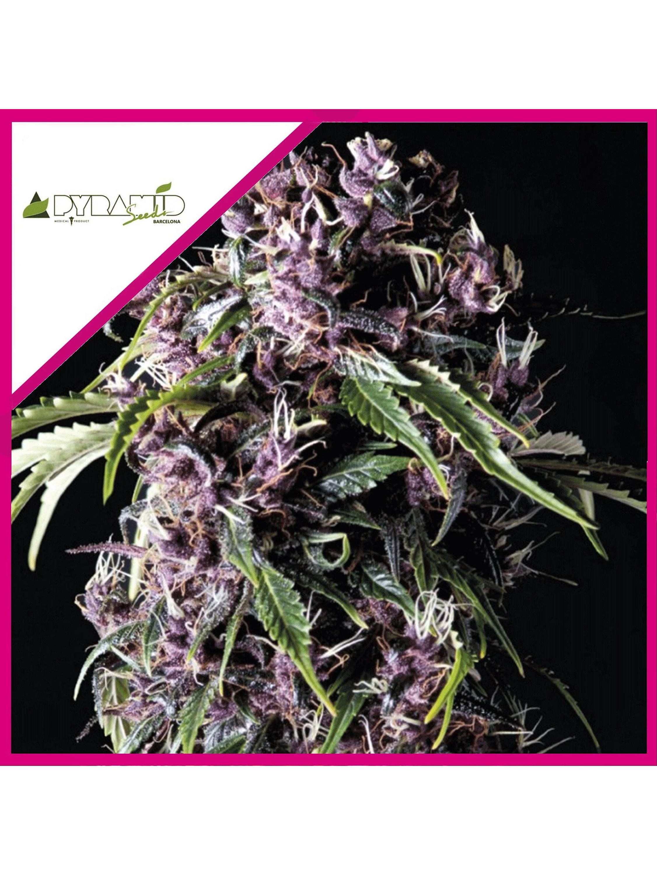 Purple Fem -Pyramid Seeds (X5+2/X3+1) 2