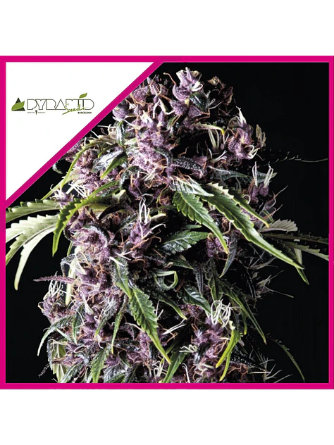 Purple Fem -Pyramid Seeds (X5+2/X3+1) 2