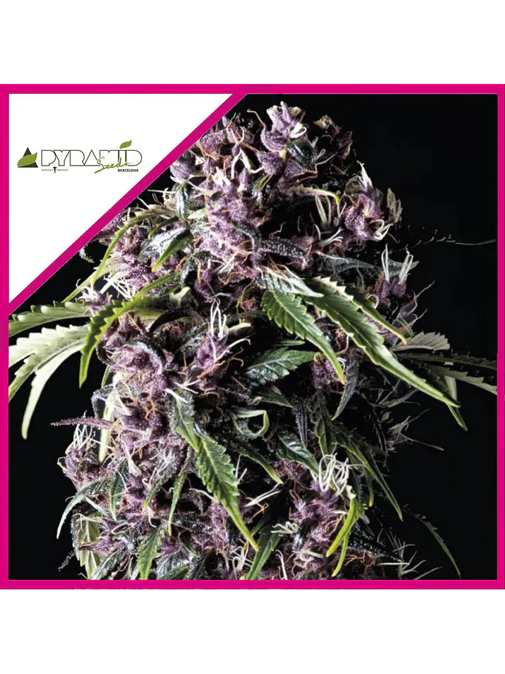 Purple Fem -Pyramid Seeds (X5+2/X3+1) 2