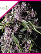 Purple Fem -Pyramid Seeds (X5+2/X3+1) - Miniatura 2